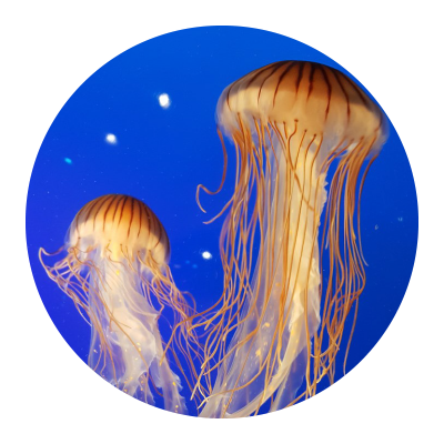 Two Jellyfish