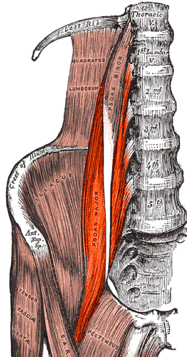 Releive your psoas without stretching