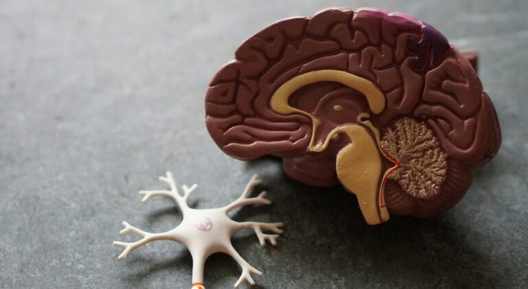 Brain and nerves: Keys to Nervous system balance