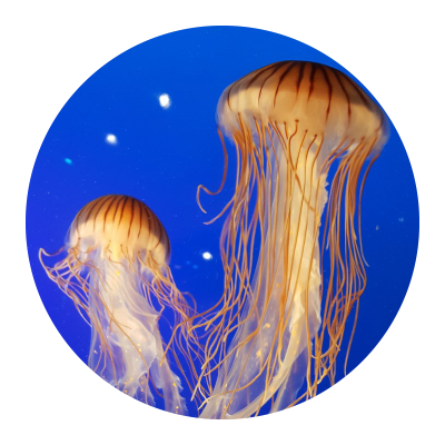 Two-Jellyfish